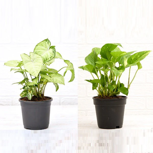 2 Air Purifier Plants Pack - Image 2