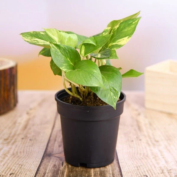 2 Air Purifier Plants Pack - Image 3
