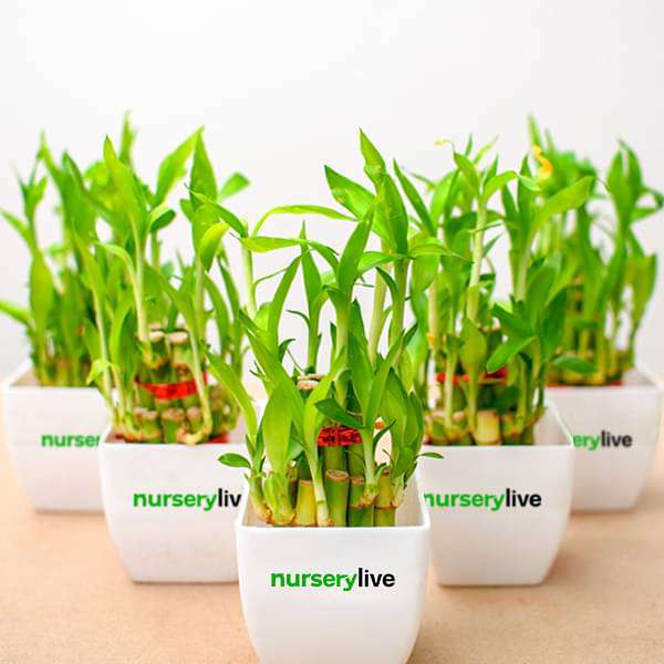 2 Layer Lucky Bamboo - Corporate Gift (set of 30) - Image 3
