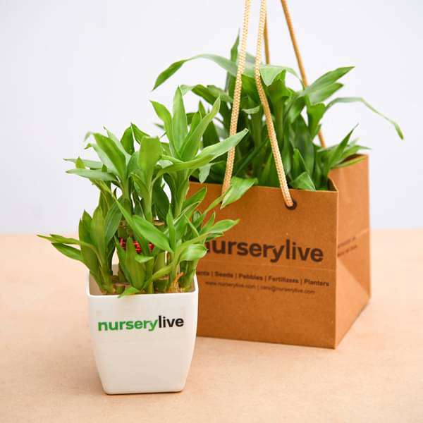 2 Layer Lucky Bamboo - Corporate Gift (set of 30) - Image 4