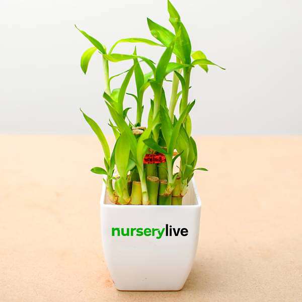 2 Layer Lucky Bamboo - Corporate Gift (set of 30) - Image 5