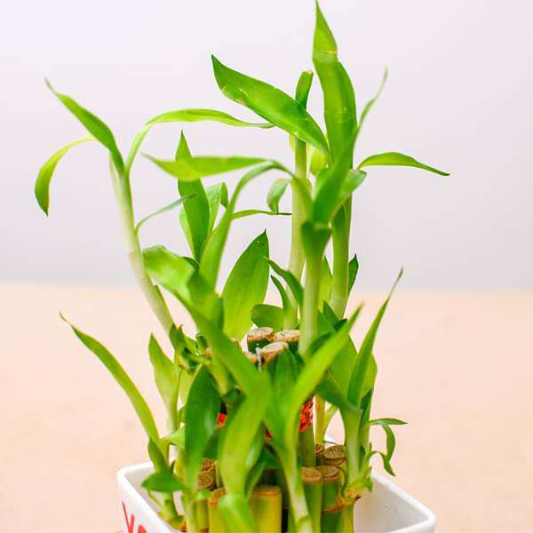 2 Layer Lucky Bamboo - Corporate Gift (set of 30) - Image 6