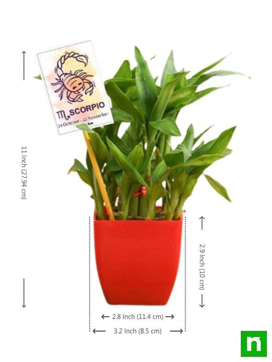 2 Layer Lucky Bamboo for Scorpio or Vrishchika Rashi - Plant - Image 2