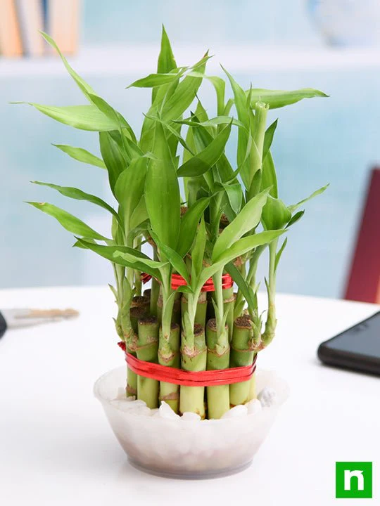 2 Layer Lucky Bamboo Plant in a Bowl with Pebbles - Image 2