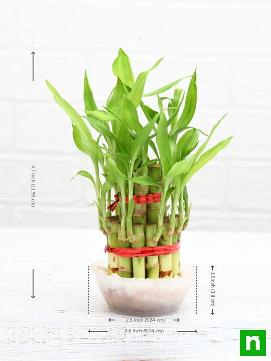 2 Layer Lucky Bamboo Plant in a Bowl with Pebbles - Image 3