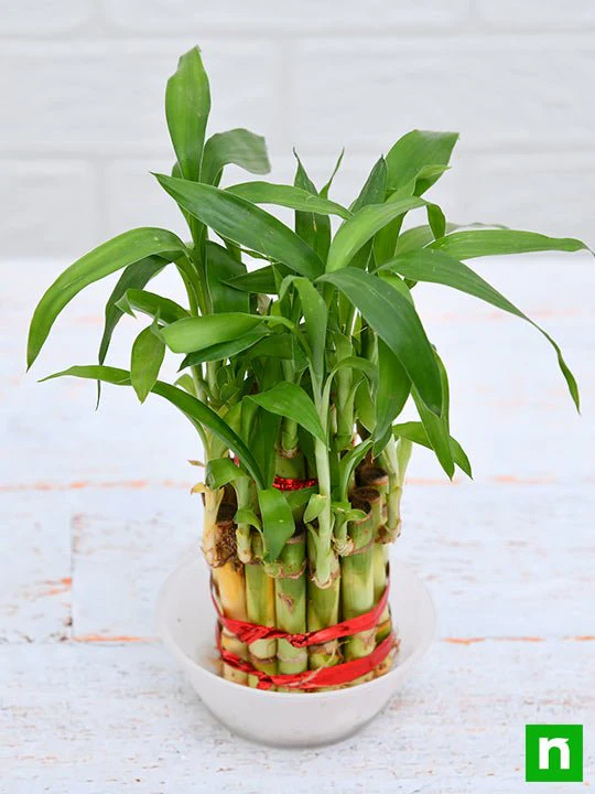 2 Layer Lucky Bamboo Plant in a Bowl with Pebbles - Image 4