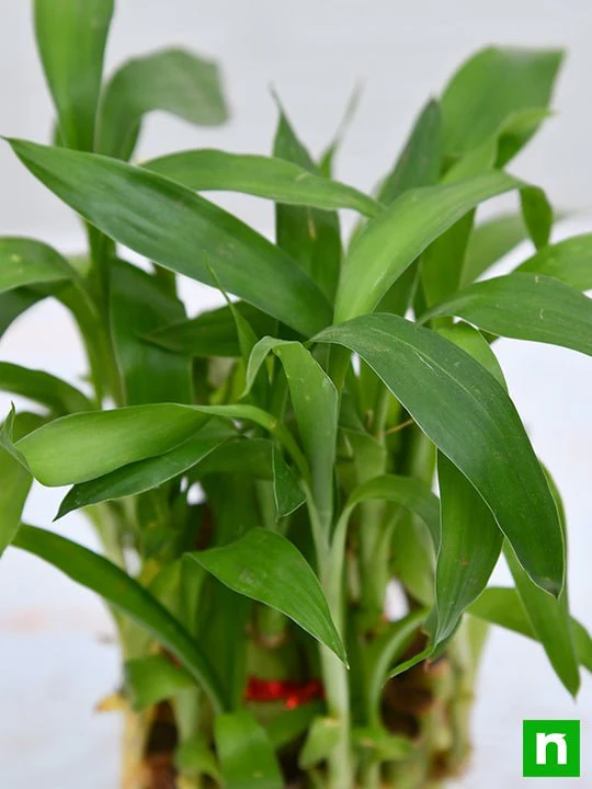2 Layer Lucky Bamboo Plant in a Bowl with Pebbles - Image 5