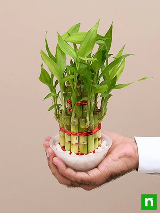 2 Layer Lucky Bamboo Plant in a Bowl with Pebbles - Image 6