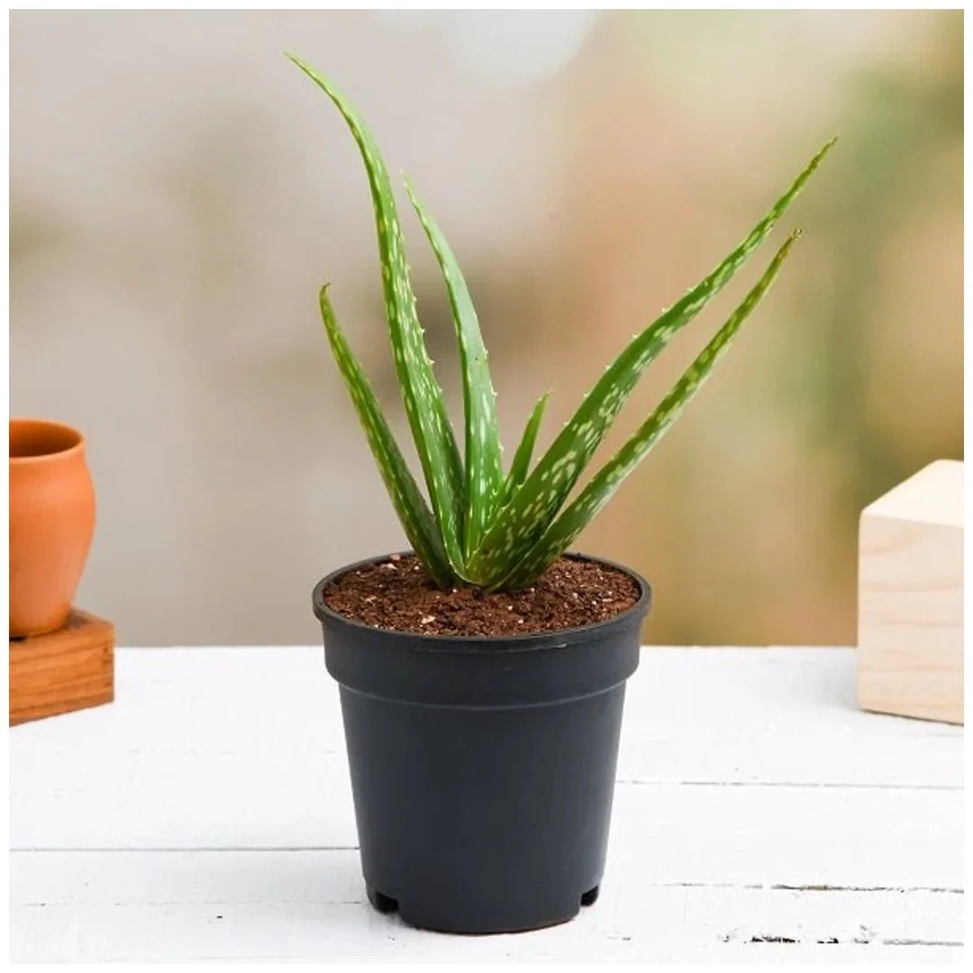 3 Best Plants Indoor to Beat the Air Pollution - Image 3