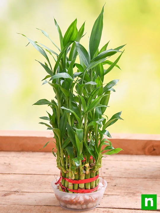 3 Layer Lucky Bamboo Plant in a Bowl with Pebbles - Image 2