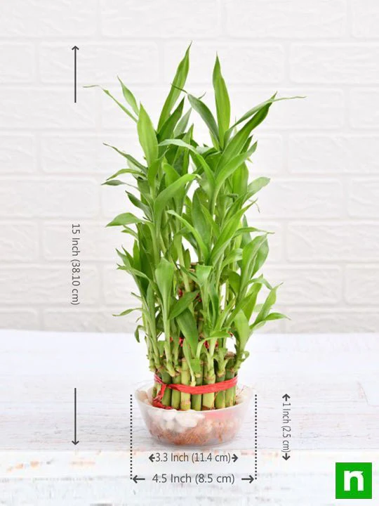 3 Layer Lucky Bamboo Plant in a Bowl with Pebbles - Image 3