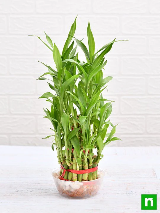 3 Layer Lucky Bamboo Plant in a Bowl with Pebbles - Image 4