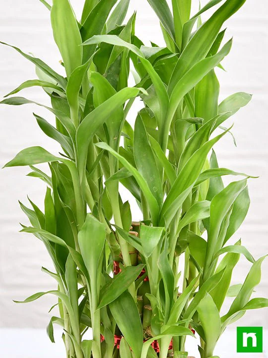 3 Layer Lucky Bamboo Plant in a Bowl with Pebbles - Image 5
