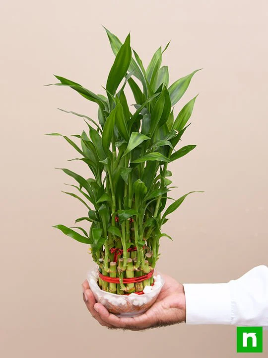 3 Layer Lucky Bamboo Plant in a Bowl with Pebbles - Image 6
