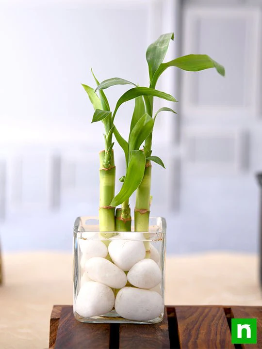 3 Lucky Bamboo Stalks (A Symbol of Happiness) - Gift Plant - Image 2
