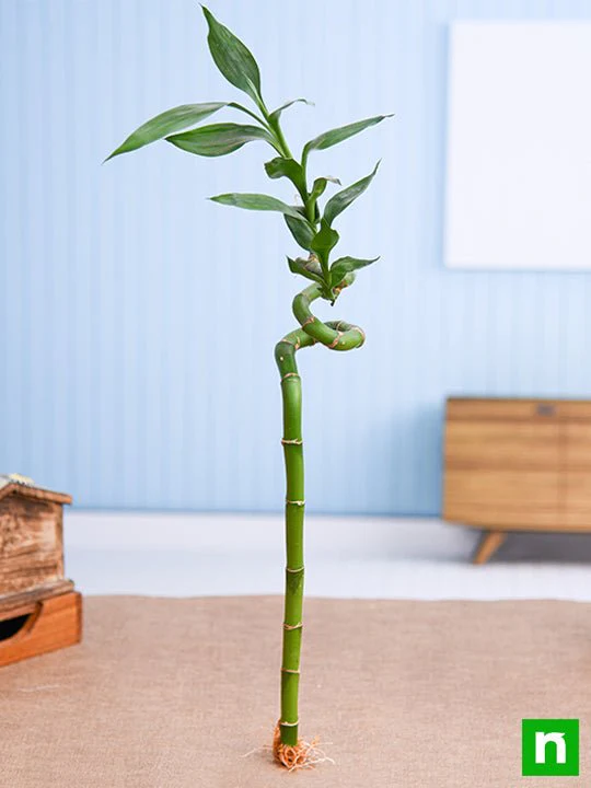 30 cm Spiral Stick Lucky Bamboo Plant - Image 2