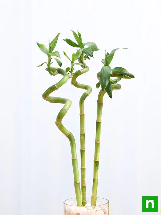 30 cm Spiral Stick Lucky Bamboo Plant - (Pack of 3) - Image 2
