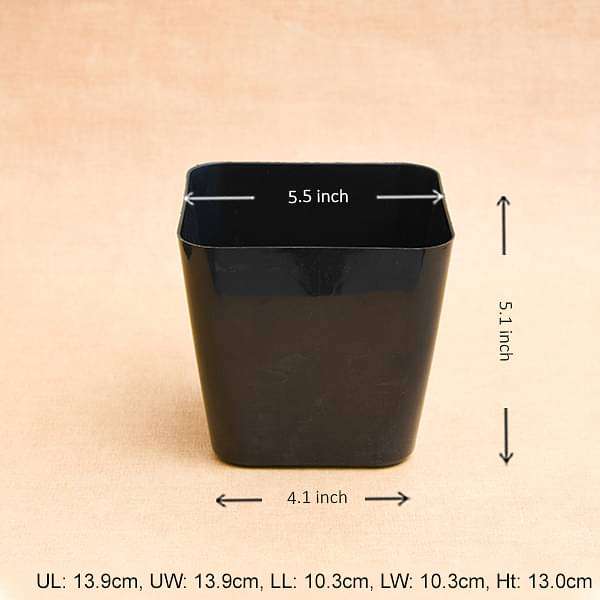 5.5 inch (14 cm) Square Plastic Planter with Rounded Edges (Black) (set of 6) - Image 2