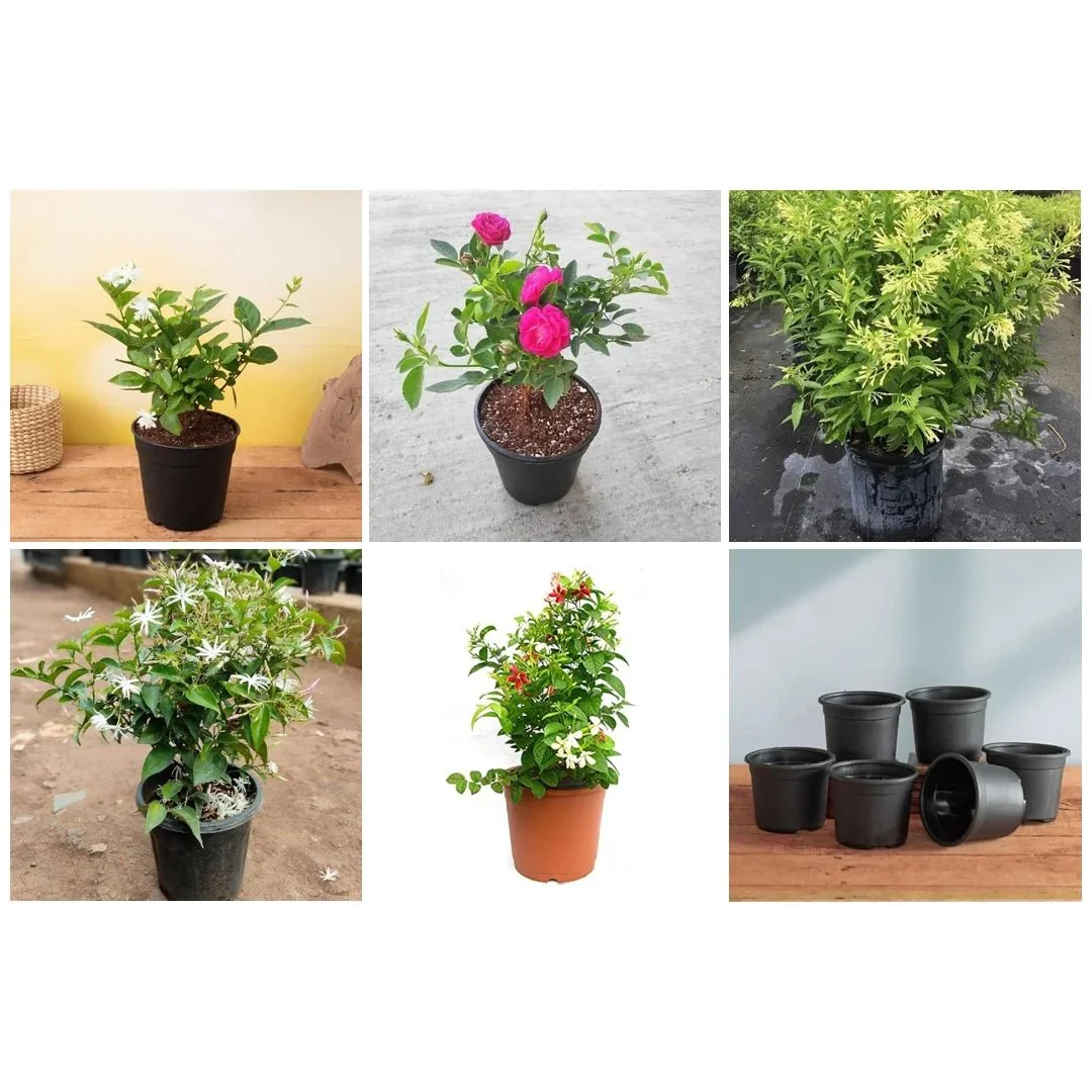 5 Best Fragrant Plants - Image 2