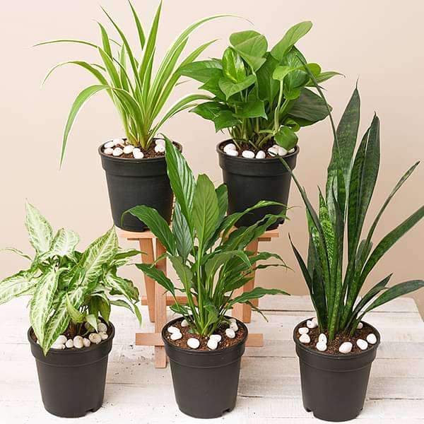 5 Best Indoor Plants Pack - Image 2