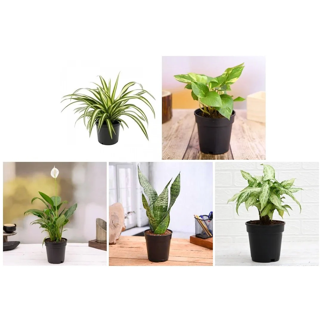 5 Best Indoor Plants Pack - Image 3