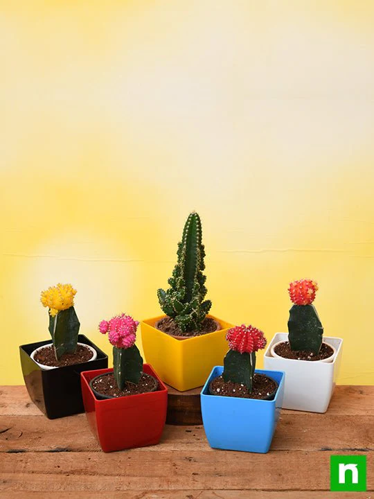 5 Fortune teller cactus plants pack - Image 2