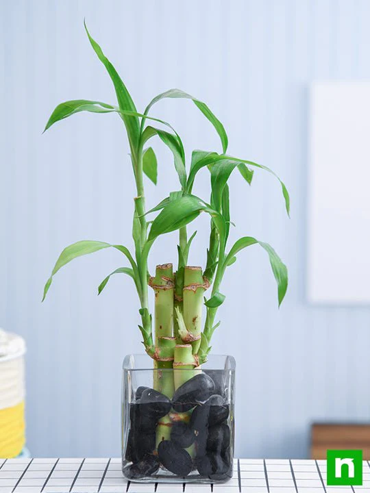5 Lucky Bamboo Stalks (A Symbol of Positive Energy) - Gift Plant - Image 2