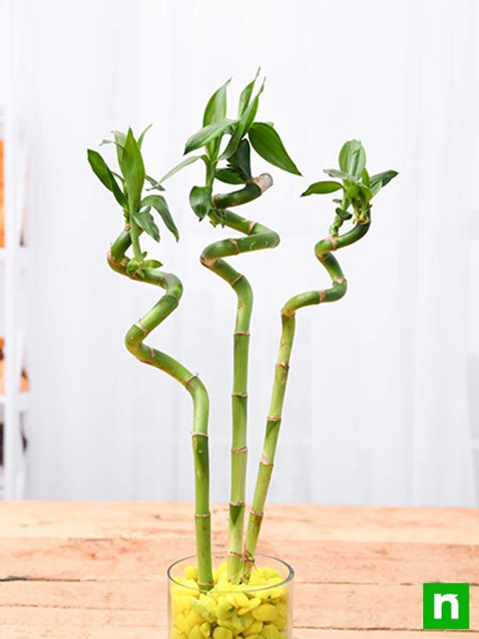 60 cm Spiral Stick Lucky Bamboo Plant - (Pack of 3) - Image 2