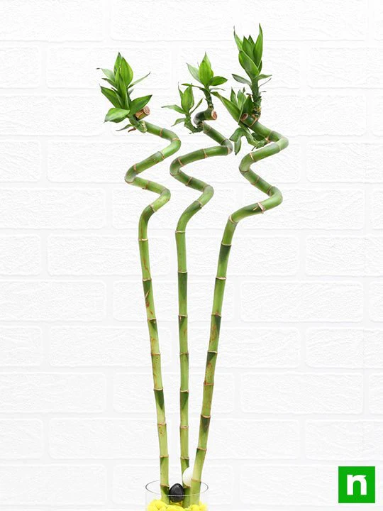 60 cm Spiral Stick Lucky Bamboo Plant - (Pack of 3) - Image 3