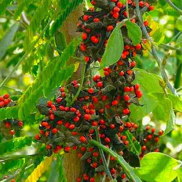 Abrus precatorius, Crabs Eye - 0.5 kg Seeds - Image 2