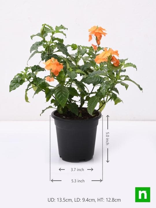 Abuli, Firecracker Flower - Plant - Image 3