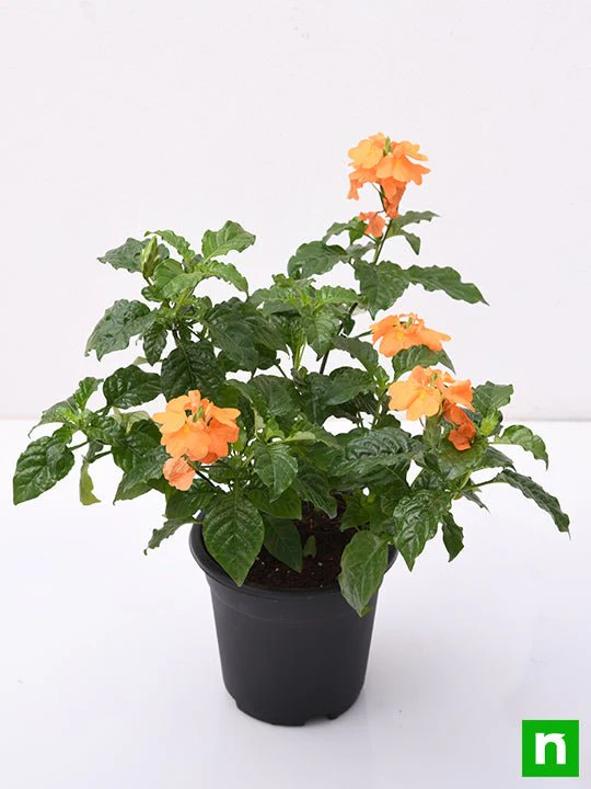 Abuli, Firecracker Flower - Plant - Image 4