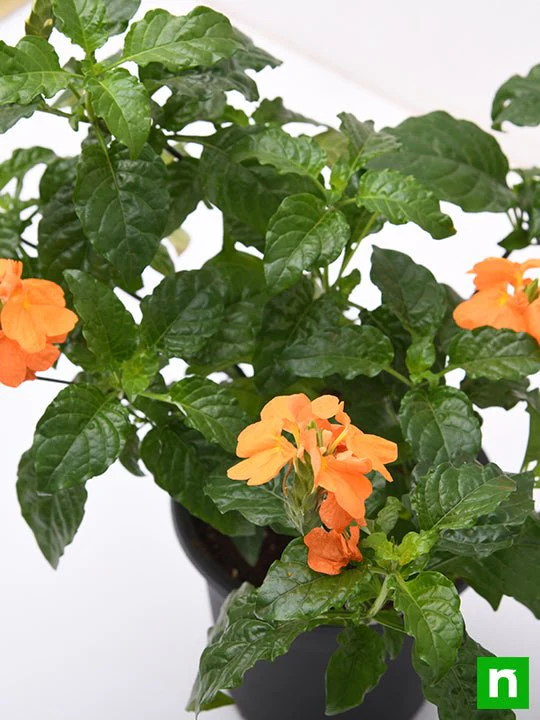 Abuli, Firecracker Flower - Plant - Image 5