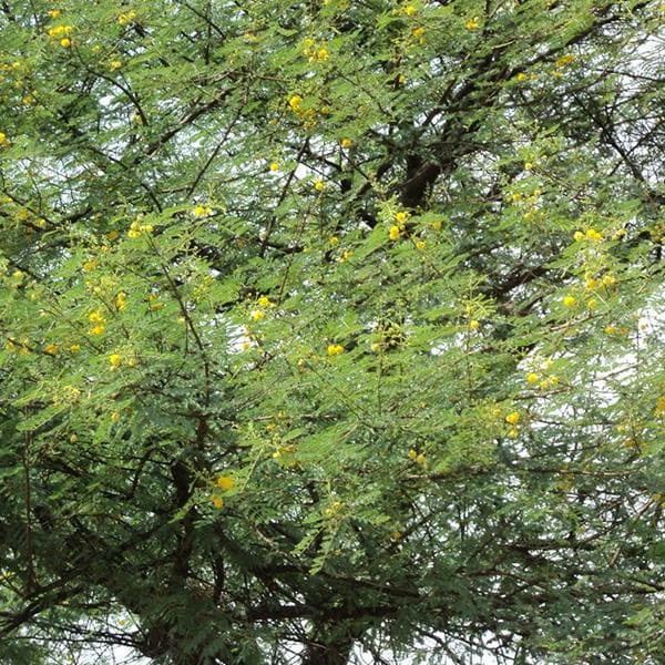 Acacia Arabica, Desi Babul - 0.5 kg Seeds - Image 2