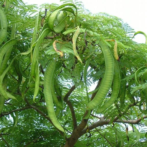 Acacia Concinna, Shikakai - 0.5 kg Seeds - Image 2