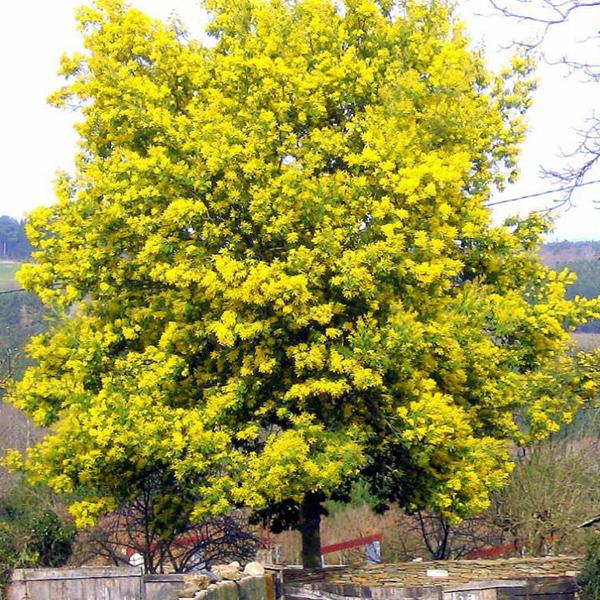 Acacia Dealbata, Silver Wattle - 0.5 kg Seeds - Image 2