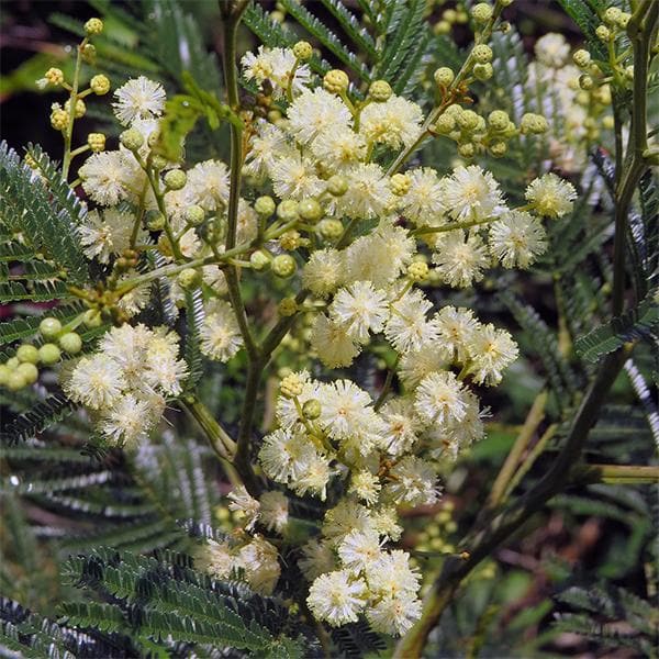 Acacia Mearnsii, Black Wattle - 0.5 kg Seeds - Image 2
