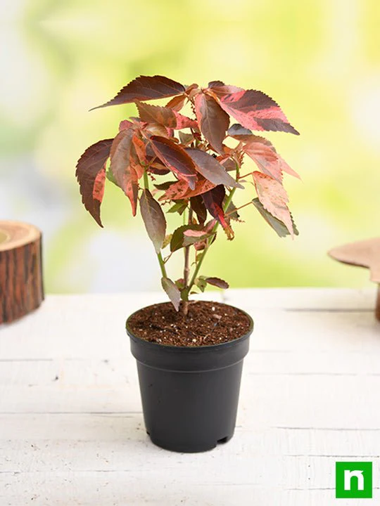 Acalypha wilkesiana, Copperleaf - Plant - Image 2
