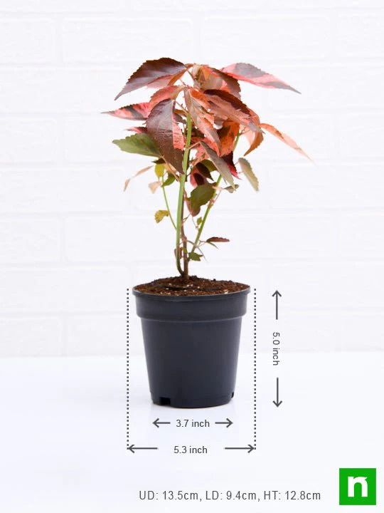 Acalypha wilkesiana, Copperleaf - Plant - Image 3