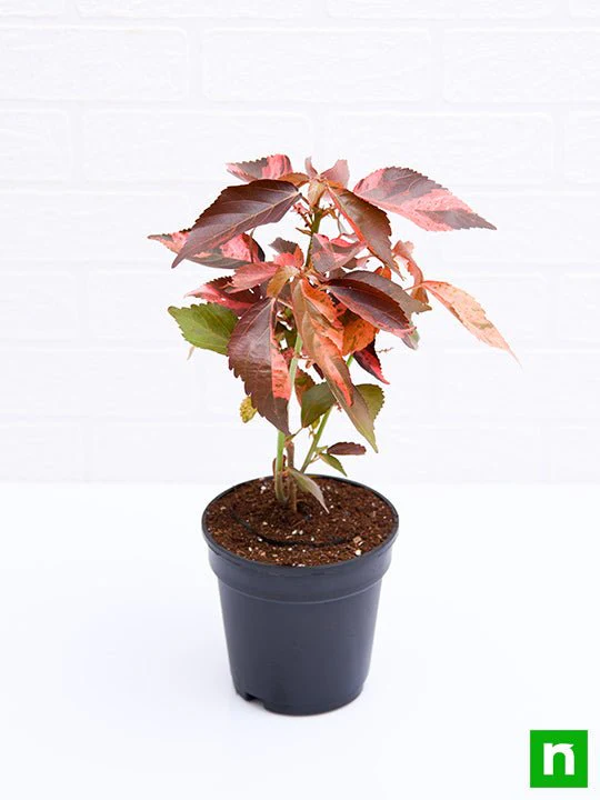 Acalypha wilkesiana, Copperleaf - Plant - Image 4