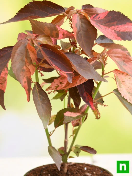 Acalypha wilkesiana, Copperleaf - Plant - Image 5
