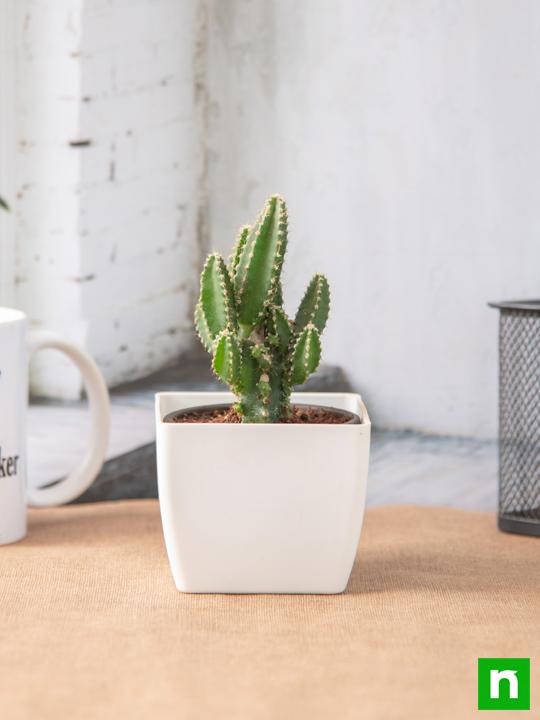Acanthocereus tetragonus - Cactus Plant - Image 2