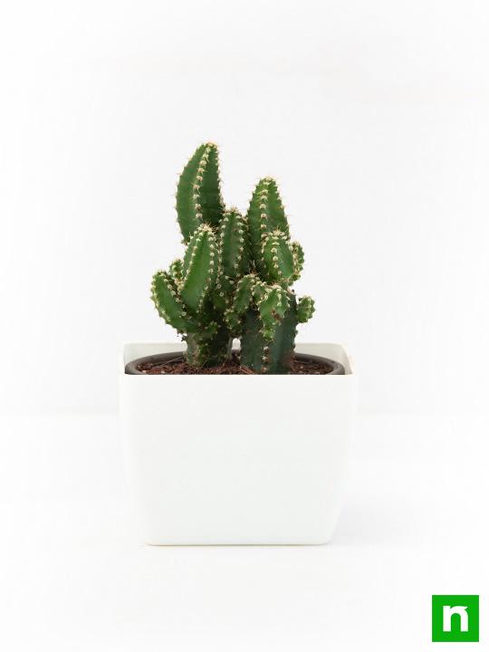 Acanthocereus tetragonus - Cactus Plant - Image 3