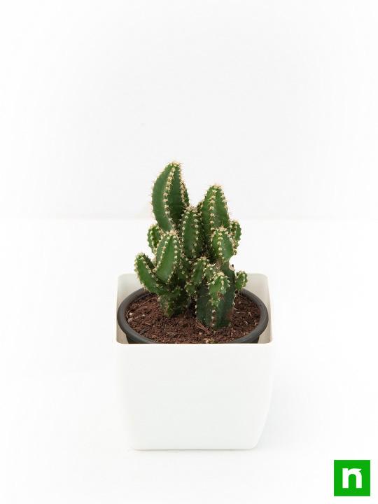 Acanthocereus tetragonus - Cactus Plant - Image 4