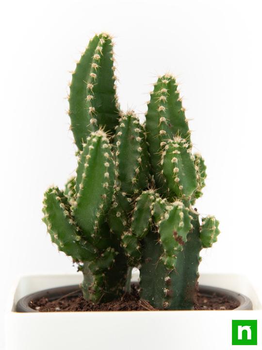 Acanthocereus tetragonus - Cactus Plant - Image 5