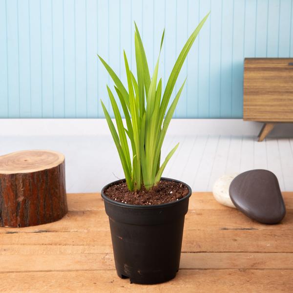 Acorus Calamus, Vekhand - Plant