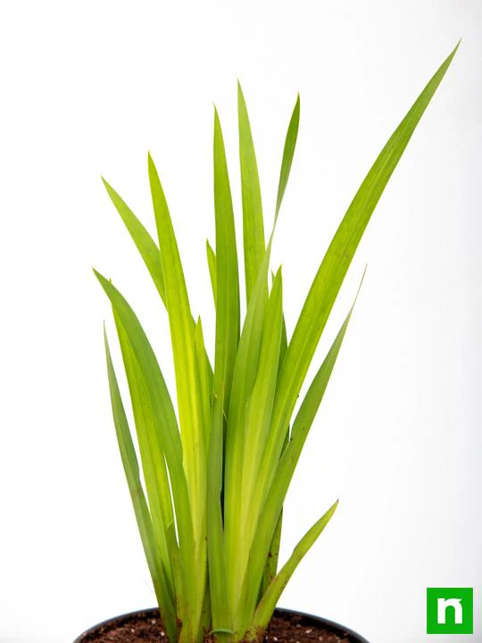 Acorus Calamus, Vekhand - Plant - Image 5