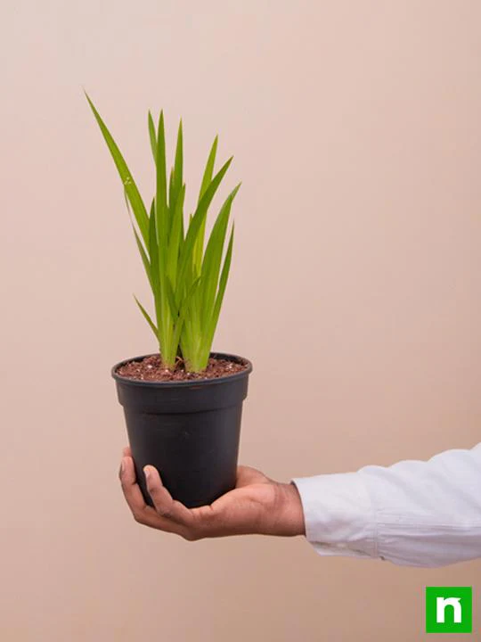 Acorus Calamus, Vekhand - Plant - Image 6