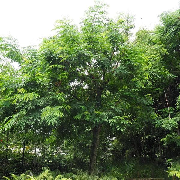 Adenanthera Pavonina, Red Lucky Seeds - 0.5 kg Seeds - Image 2