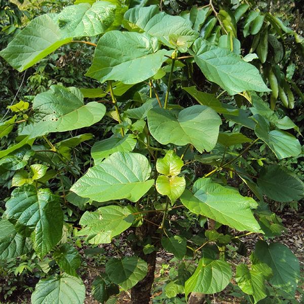 Adina Cordifolia, Haldu, Kadamba - 0.5 kg Seeds - Image 2